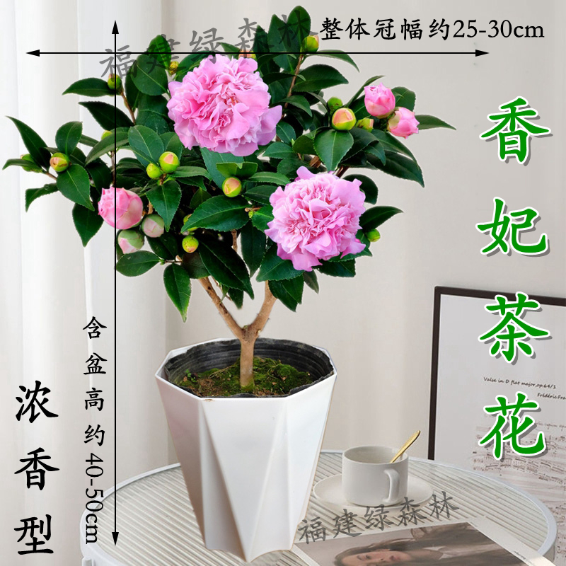香妃山茶花树苗花卉植物室内外四季浓香绿植庭院阳台好养植物