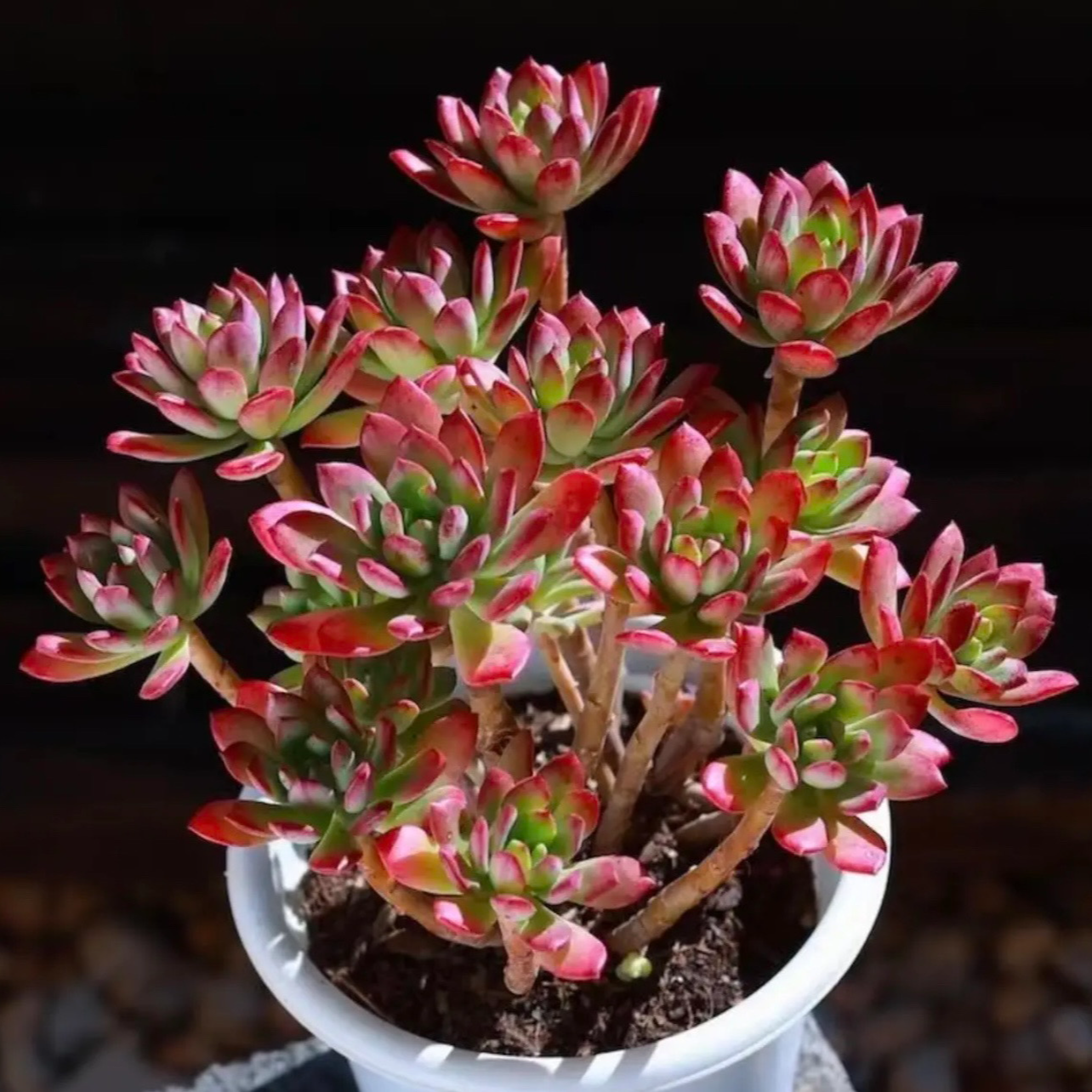 【小棵老桩沙漠玫瑰红稚莲】栽好种好 新手好养