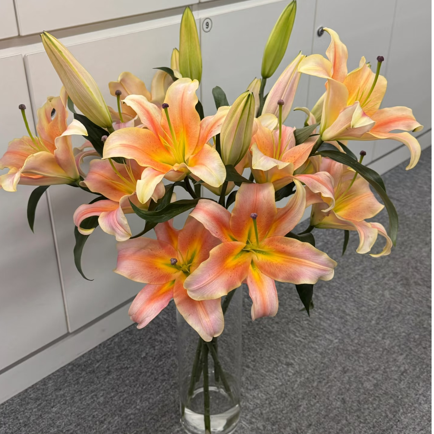 【多头百合】精选香水系多头百合一见钟情 一单包邮