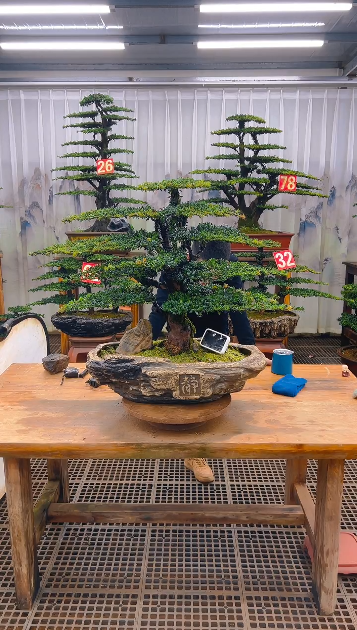 无花朵精品盆景直播间一物一拍