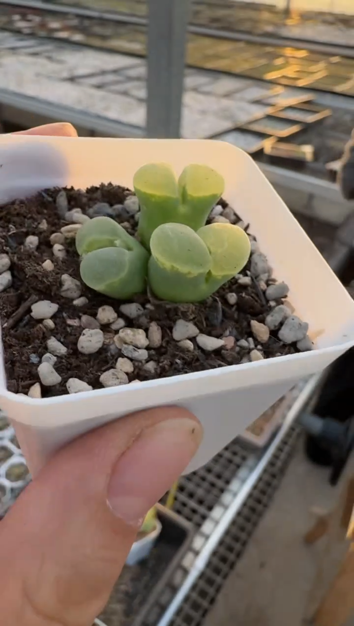 【闪购商品】3-120