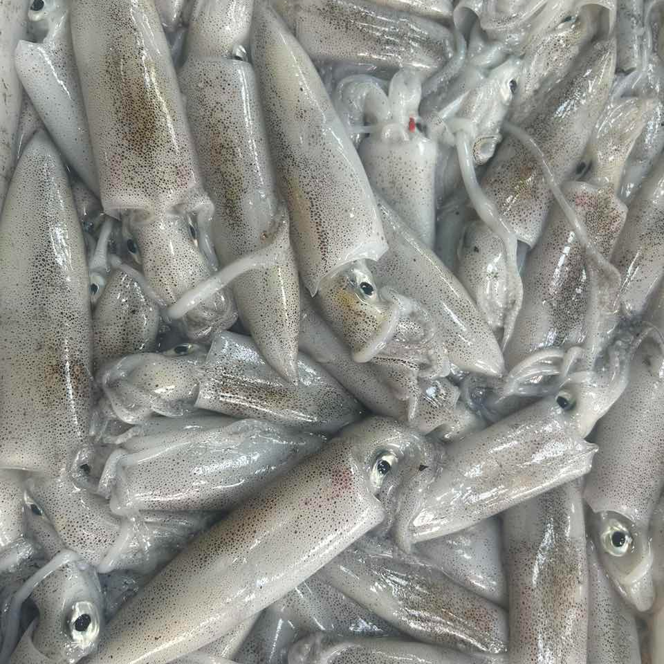 灯照鱿鱼 次日达 厦门发货 顺丰快递 三斤精品