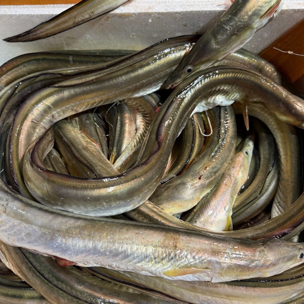 汕尾本港野生海钓白鳗肉质鲜美 冷链包邮