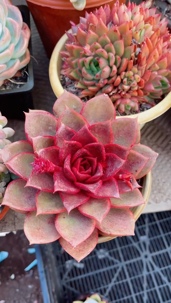 【闪购商品】06138