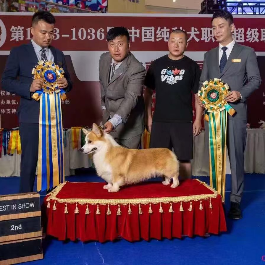 【滨州金美犬舍】纯种柯基宠物活体幼犬保犬瘟细小一个月