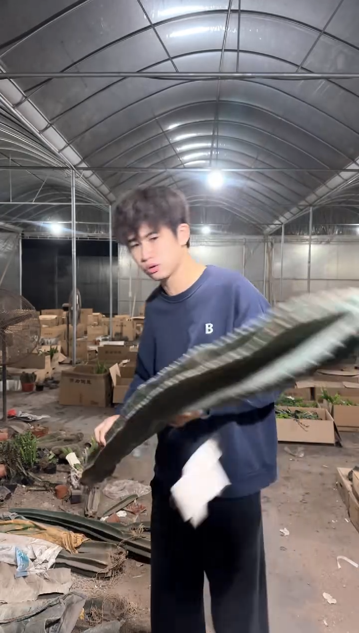 【带根】120-150cm 量天尺