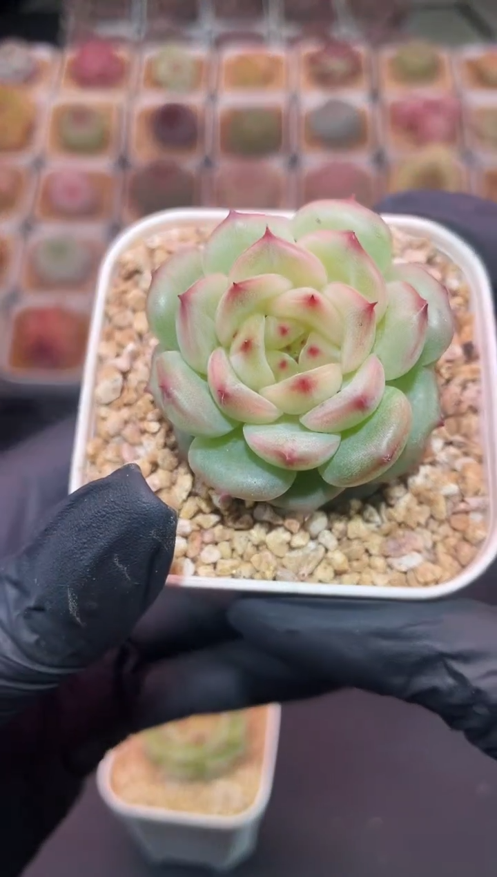 闪购290 新品多肉一颗  4厘米
