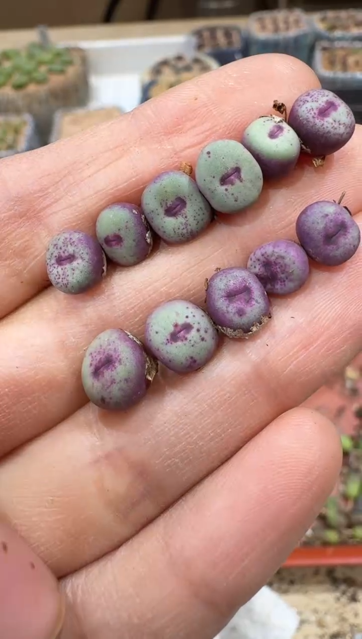 多肉植物肉锥2-377一颗by1025