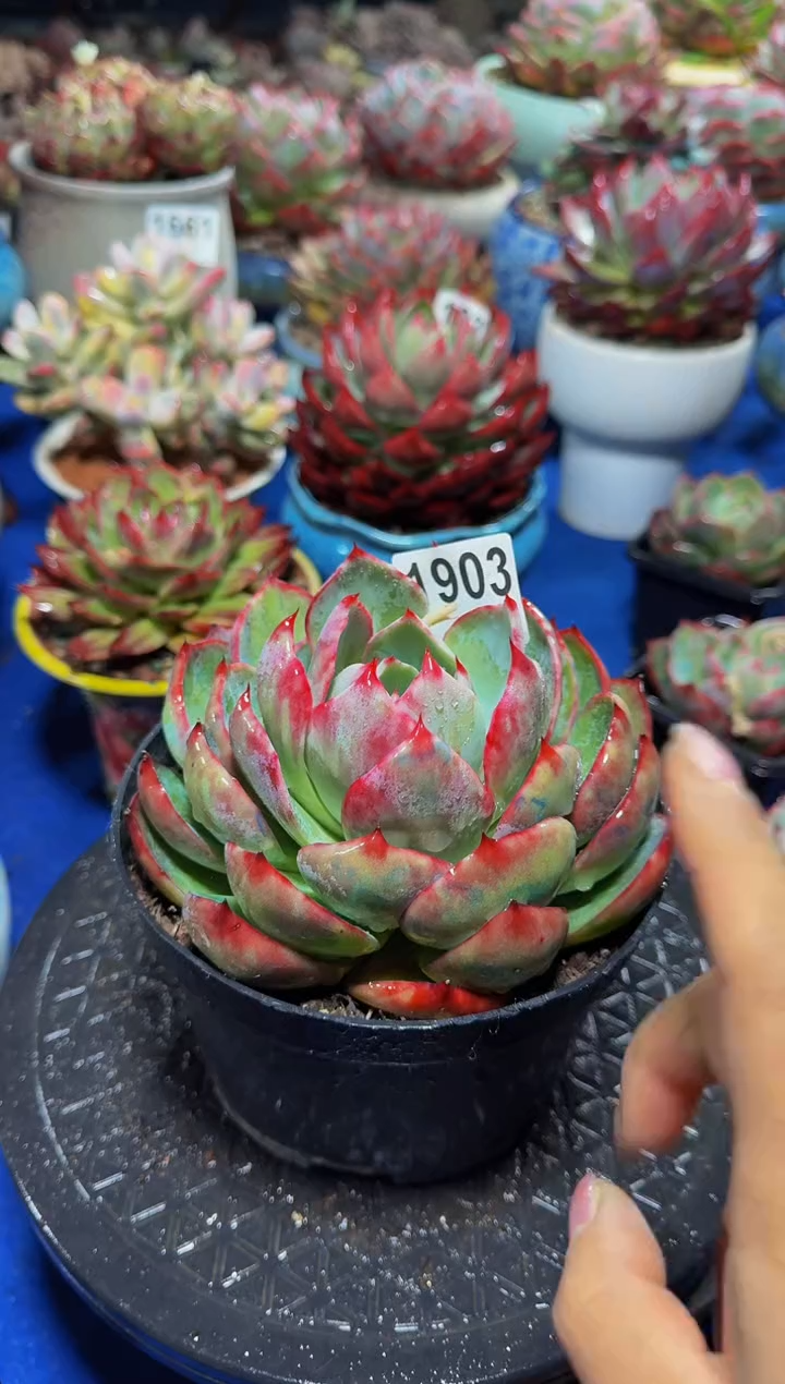 【闪购商品】1903惊鸿仙子（裸根发货）（不包整）