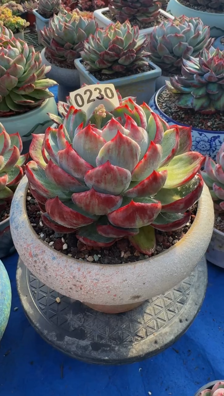 【闪购商品】0230惊鸿仙子（裸根发货）