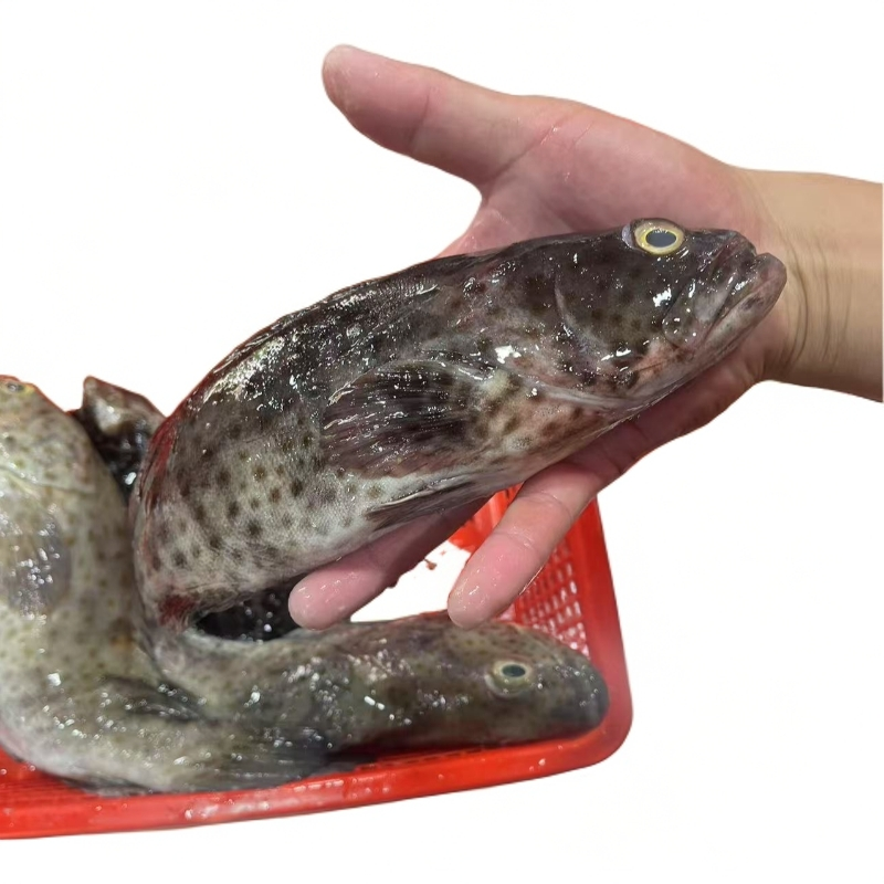 【石斑鱼】海产品石斑鱼直播现称福建省内可拍