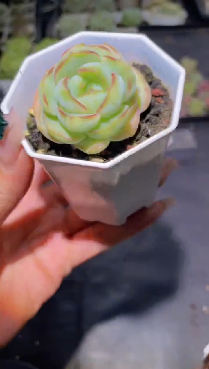076鲸落量拍随机发一颗