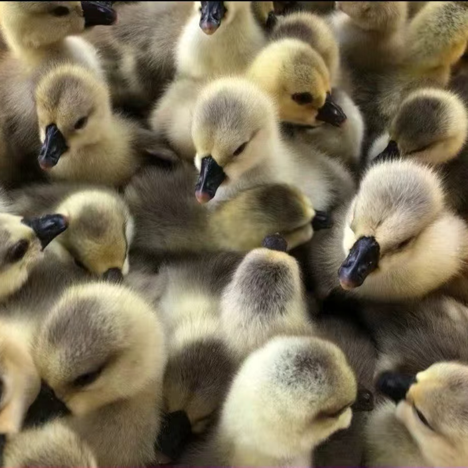 1号三两  （左右 ） （狮头）娥大品种顺丰速运包邮宠物活体禽类活体