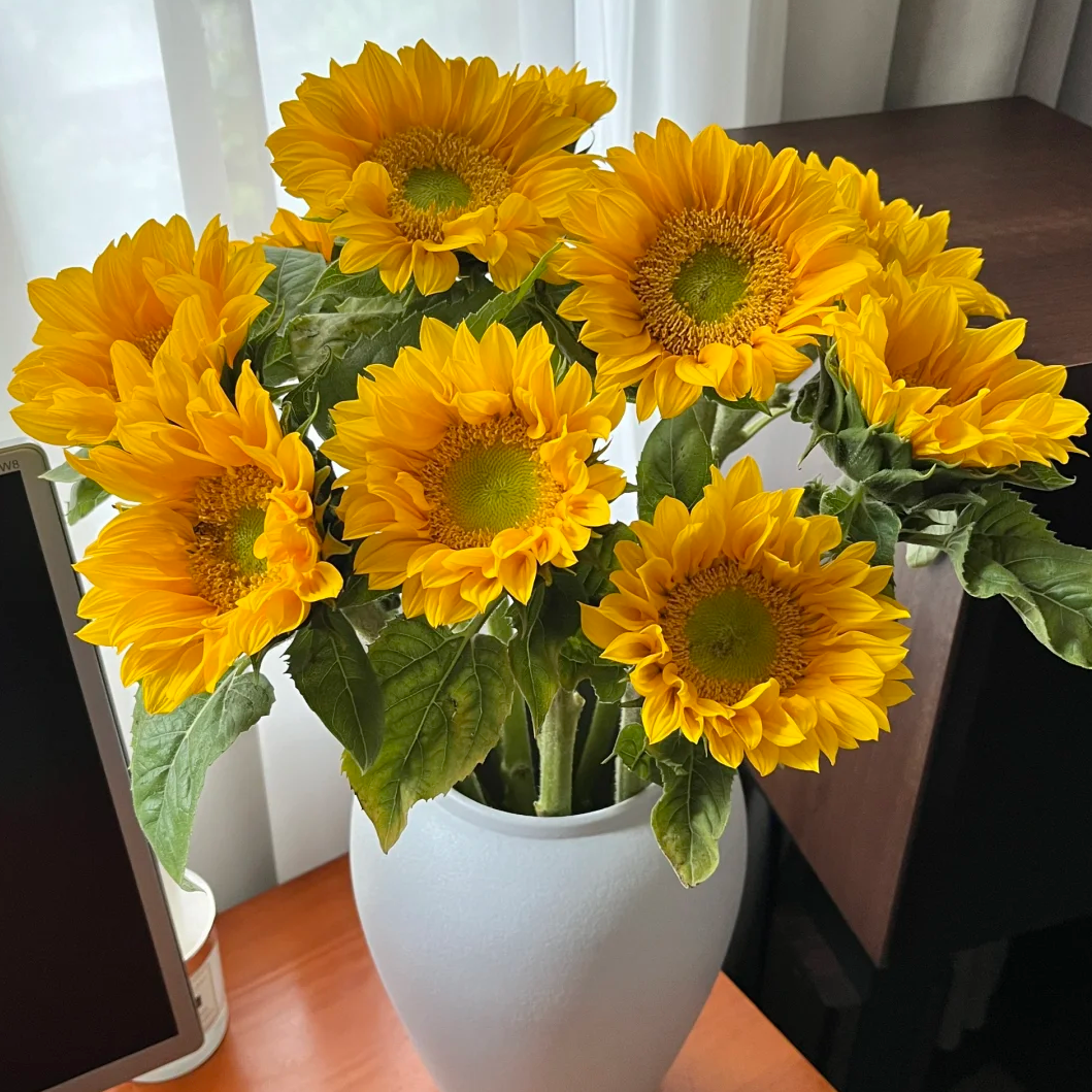 【迷你绿芯向日葵】花期久稀有云南鲜花全店任意两件包邮送货上门
