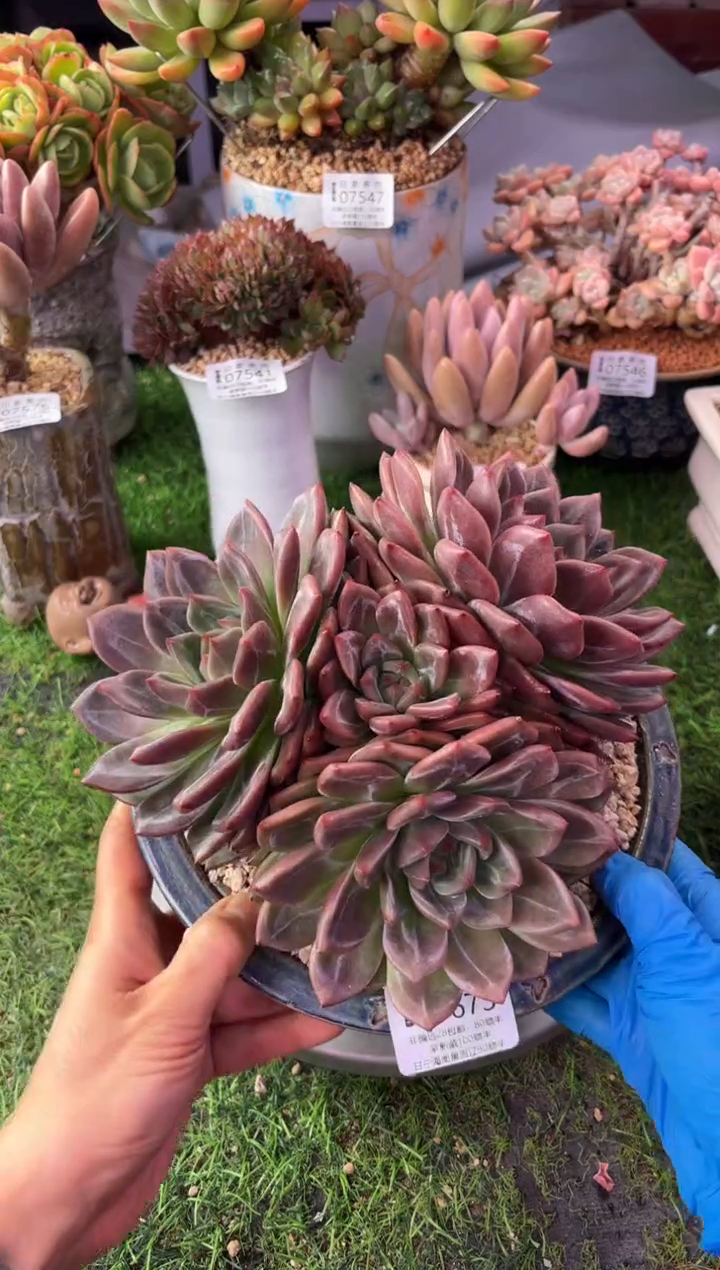 昆明印象多肉07673