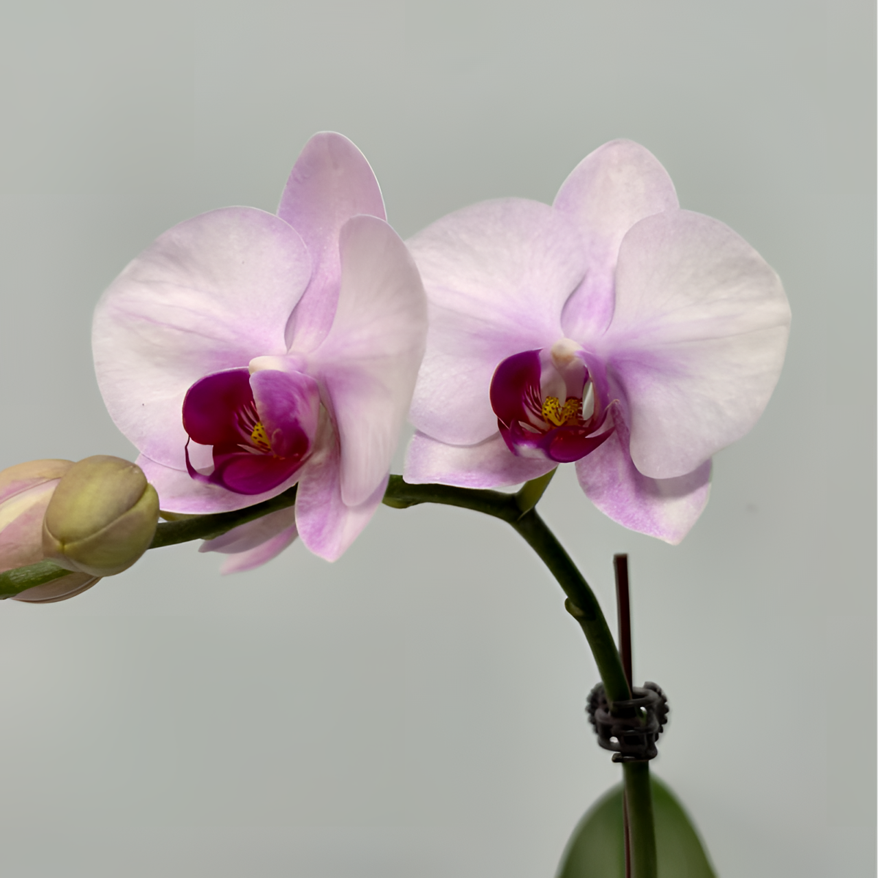 繁星里蝴蝶兰 （杭州美女）3.0寸带花带花苞开花株发货