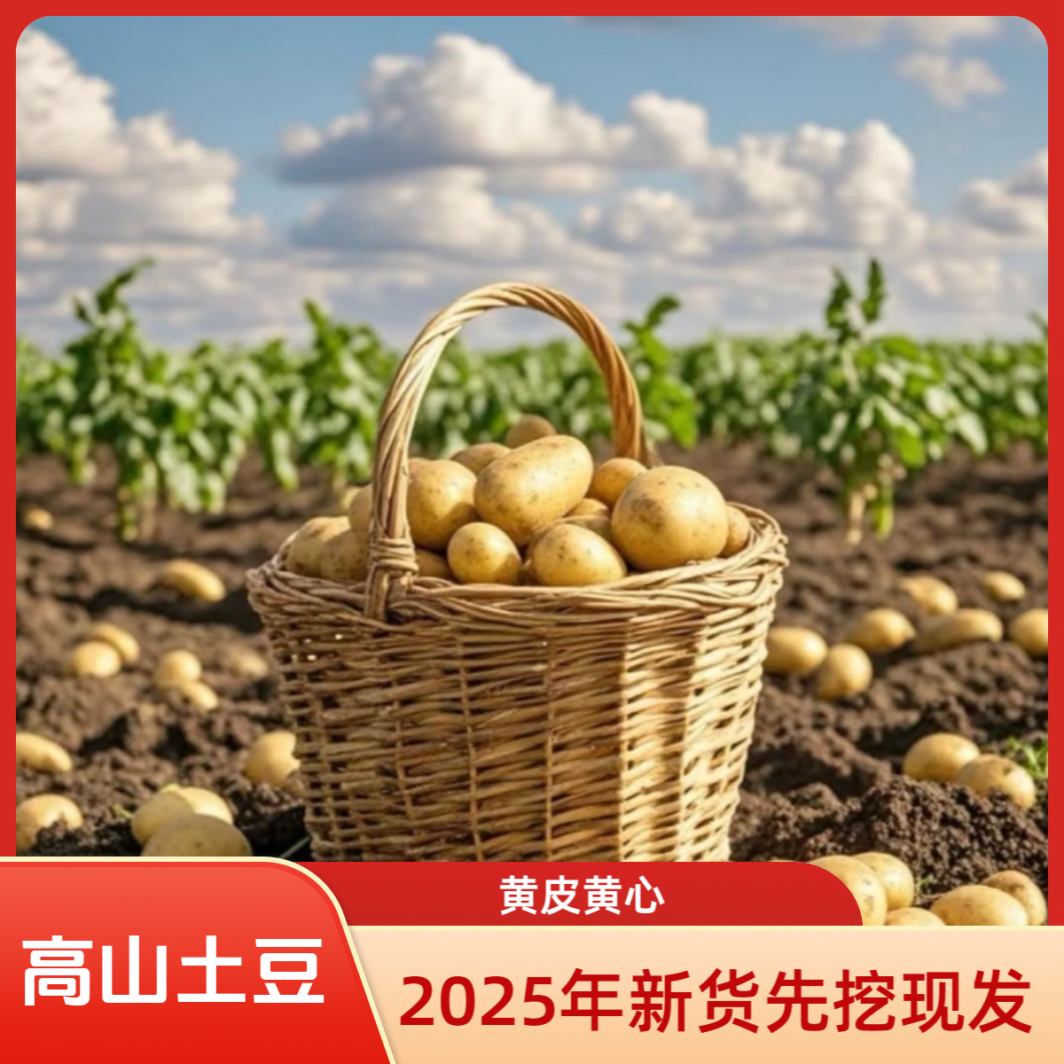 【带箱9.5-10斤】新土豆2025年农家高山黄皮黄心特产土豆薯片薯饼