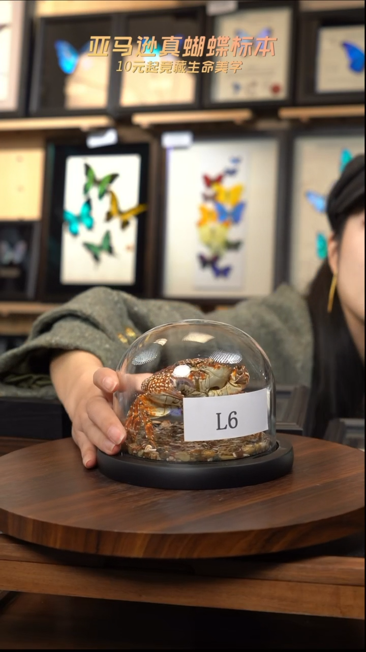 霸王蟹标本玻璃罩款l6