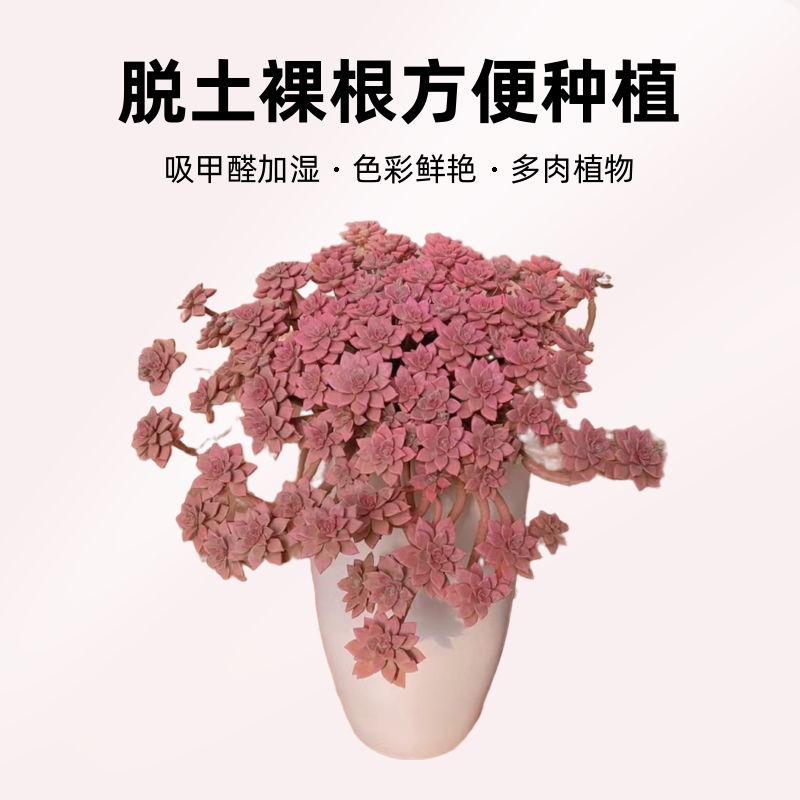 超大阿伦培 30公分巨无霸 老桩多肉植物 净化空气好养植物