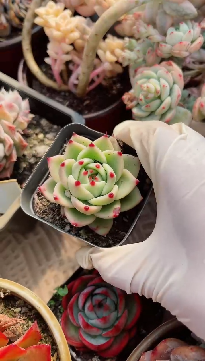 【闪购商品】08346