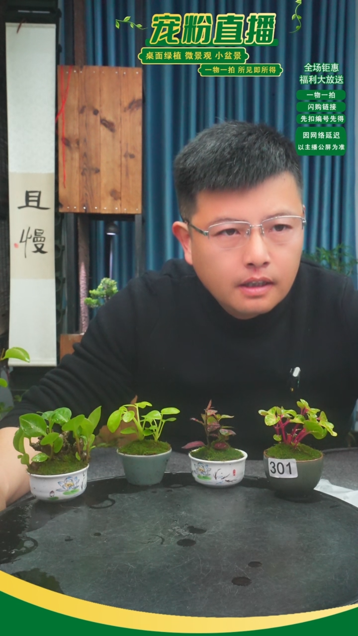 无花朵孤*症苔藓微景观301号