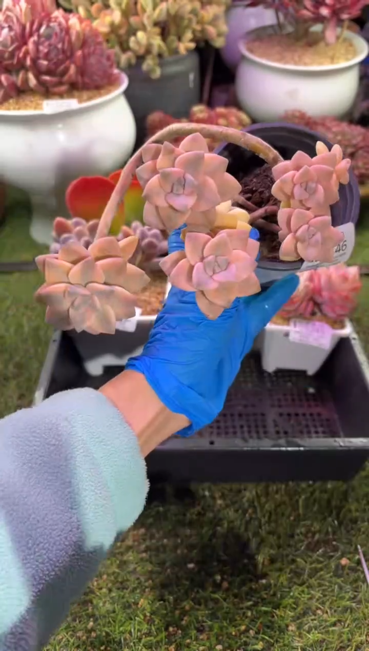 【闪购商品】05246