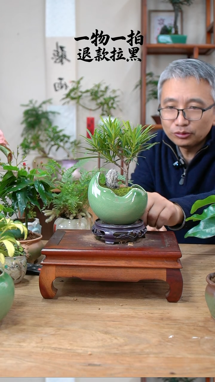 完全开放老*罗汉松279