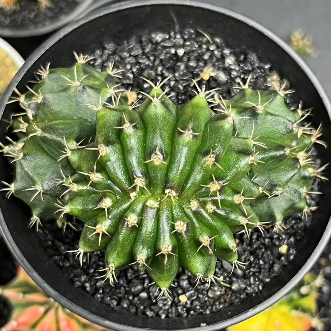 双龙头黑纹缀化 实生根 米哈仙人球