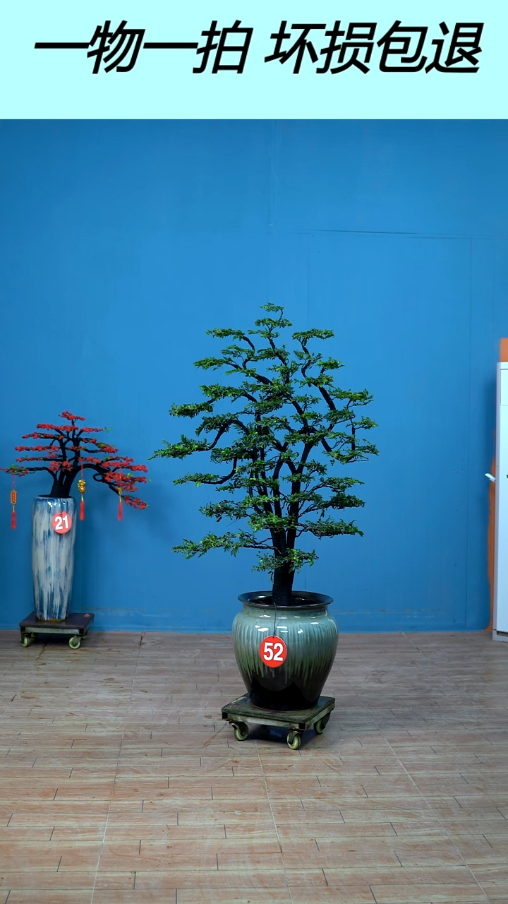 无花朵广东小叶紫檀52号