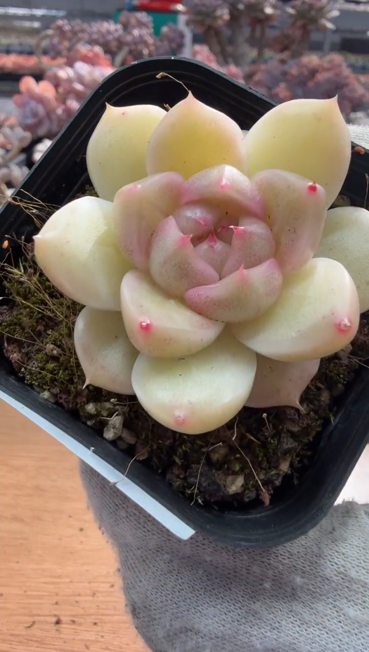 东云多肉园三店-26