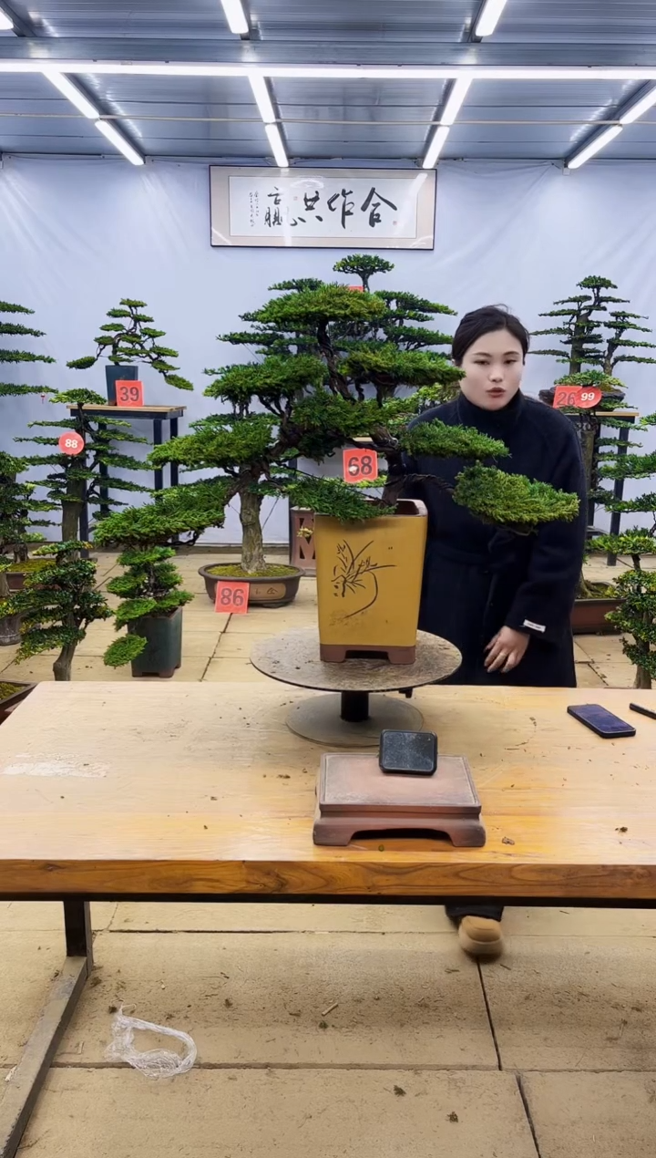 【闪购商品】高端盆景一物一拍，所见即所得