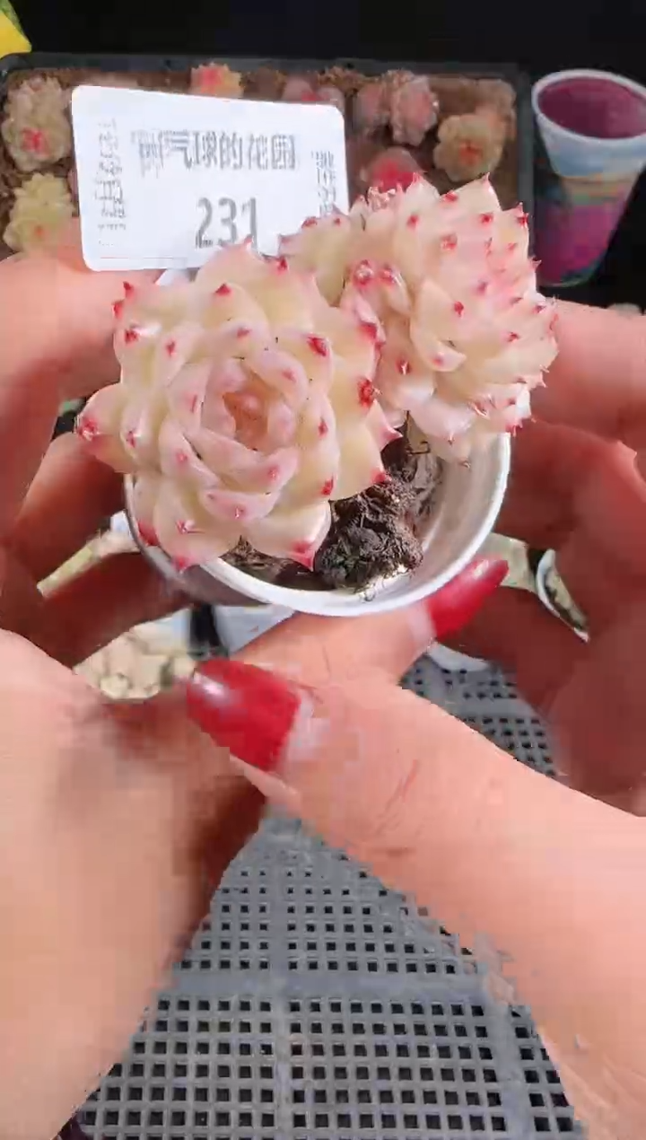 1207-231多肉群生不包整