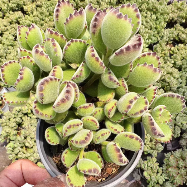 熊童子拍一发二  精品多肉植物 新手好栽 好养 云南发货