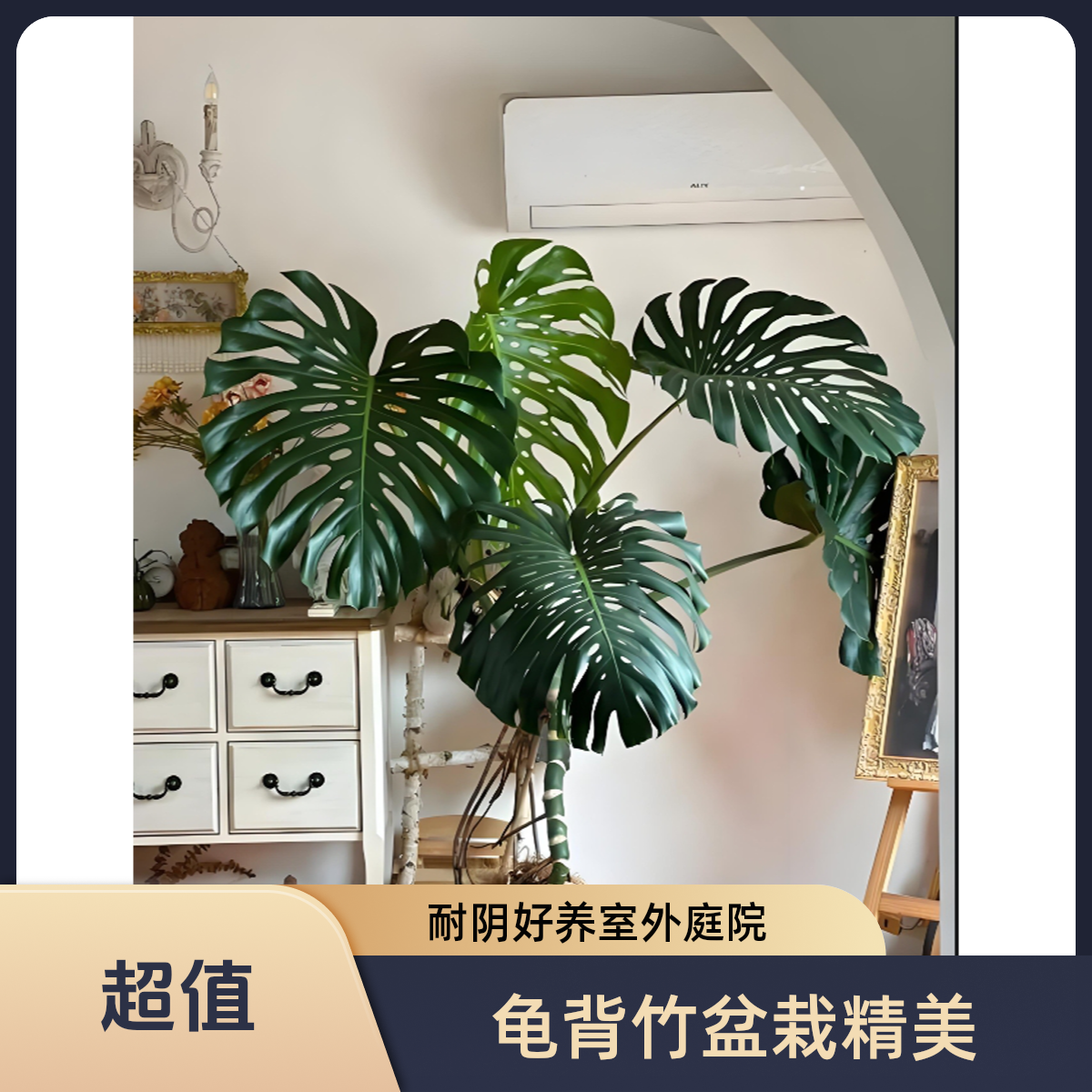 客厅大叶龟背竹大盆栽老桩独杆造型龟背竹大盆栽客厅高级感