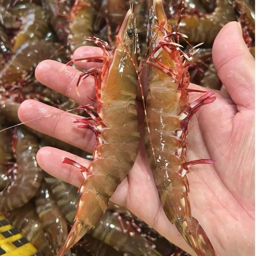 2野生海捕红爪虾（花虎虾）共2斤  鲜虾海水速冻锁鲜发顺丰