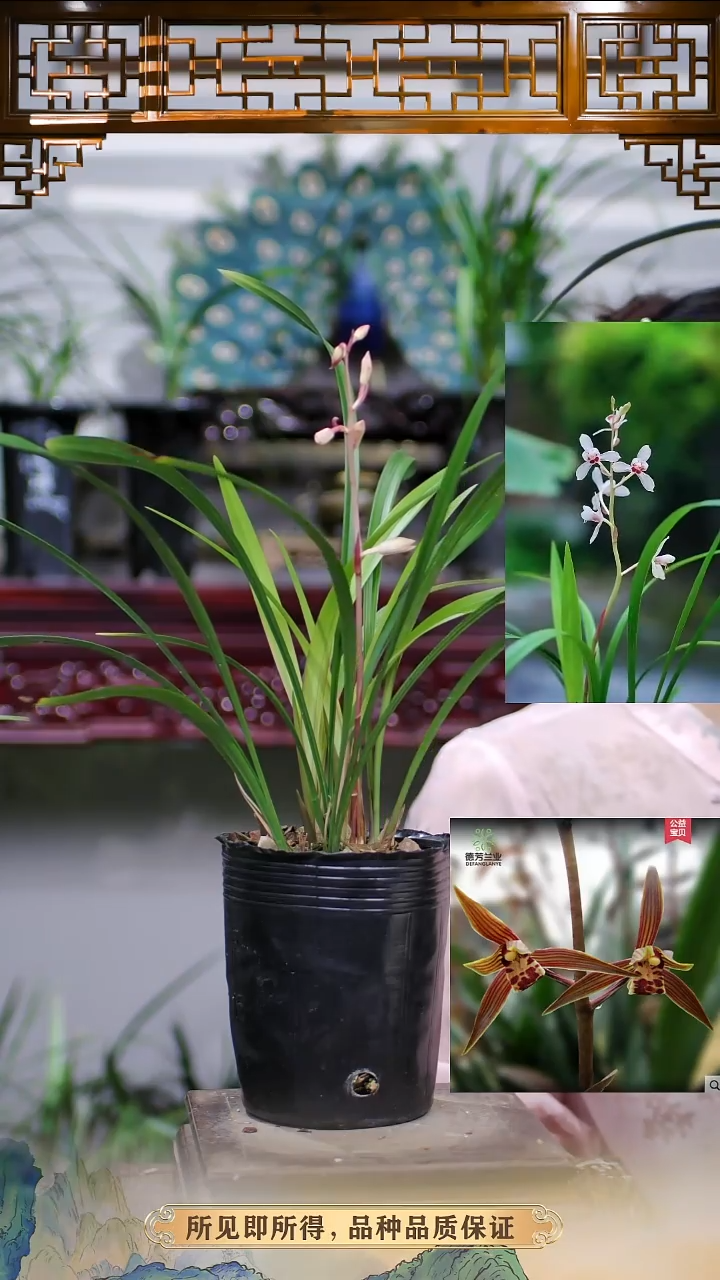花仙子带花苞原盆发