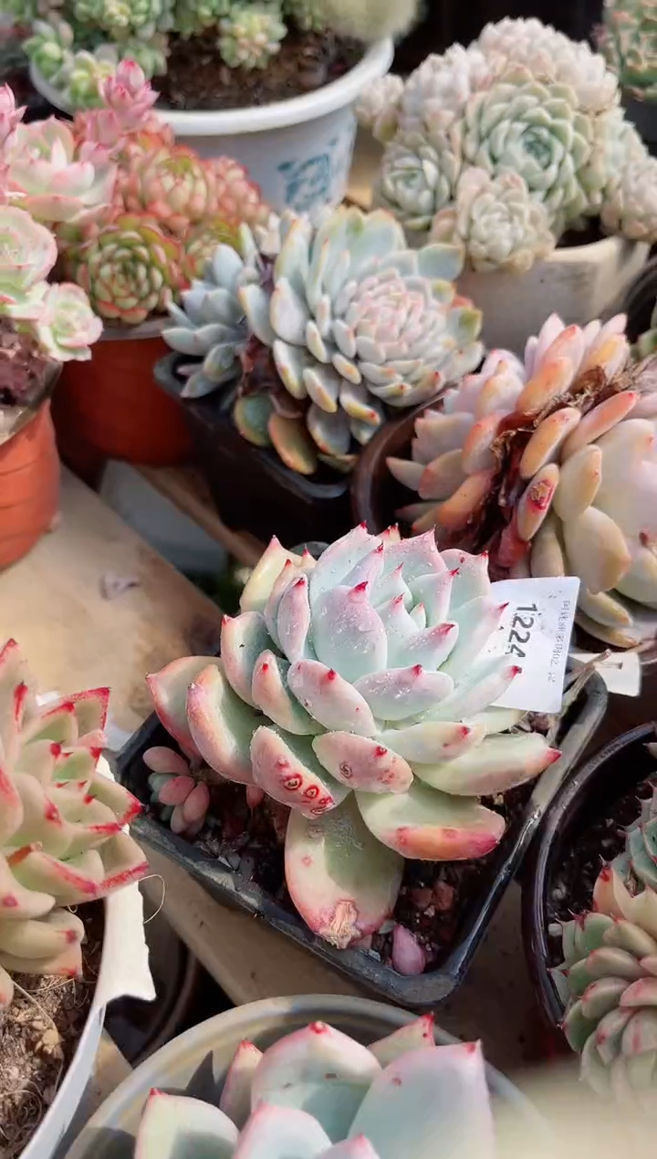 【闪购商品】12244