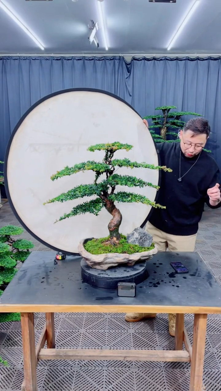 无花朵盆景......