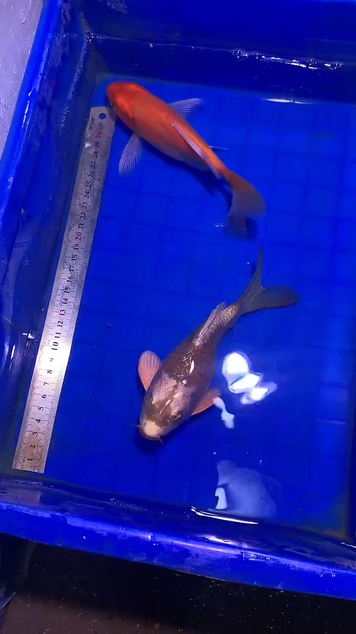 蝴蝶鲤鱼蝴蝶鲤直播选鱼专用链接 凭开箱视频售后