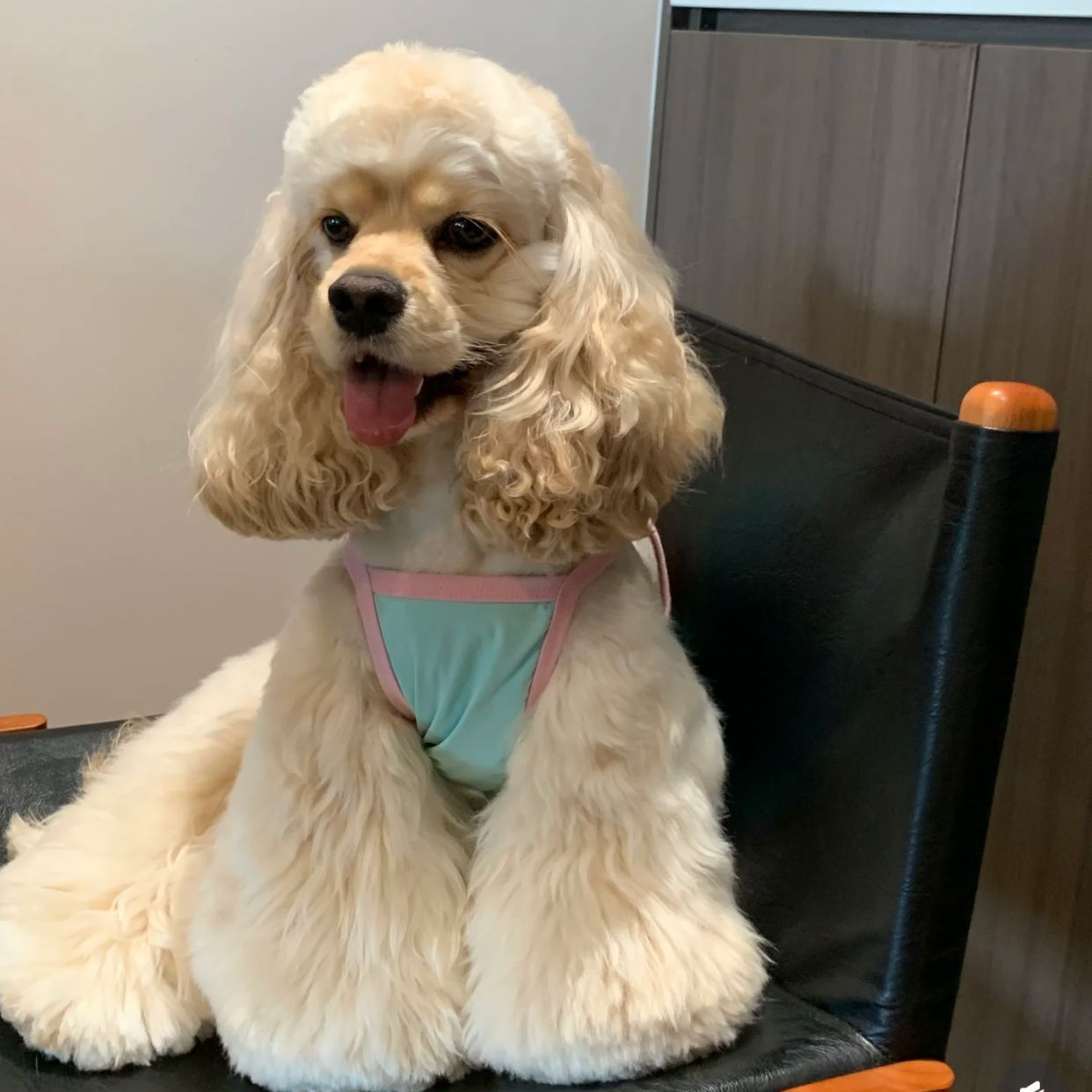 萌宠专属链接 美国可卡犬 美卡犬 宠物活体狗狗