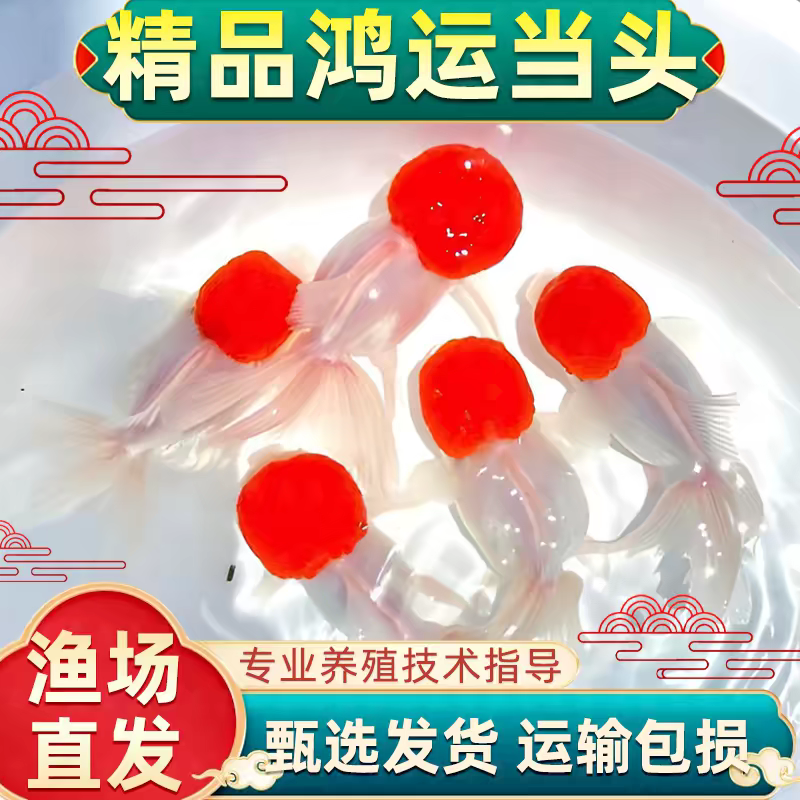 【鸿运当头】国粹金鱼观赏鱼鹤顶红狮子头丹顶冷水鱼淡水好养耐活