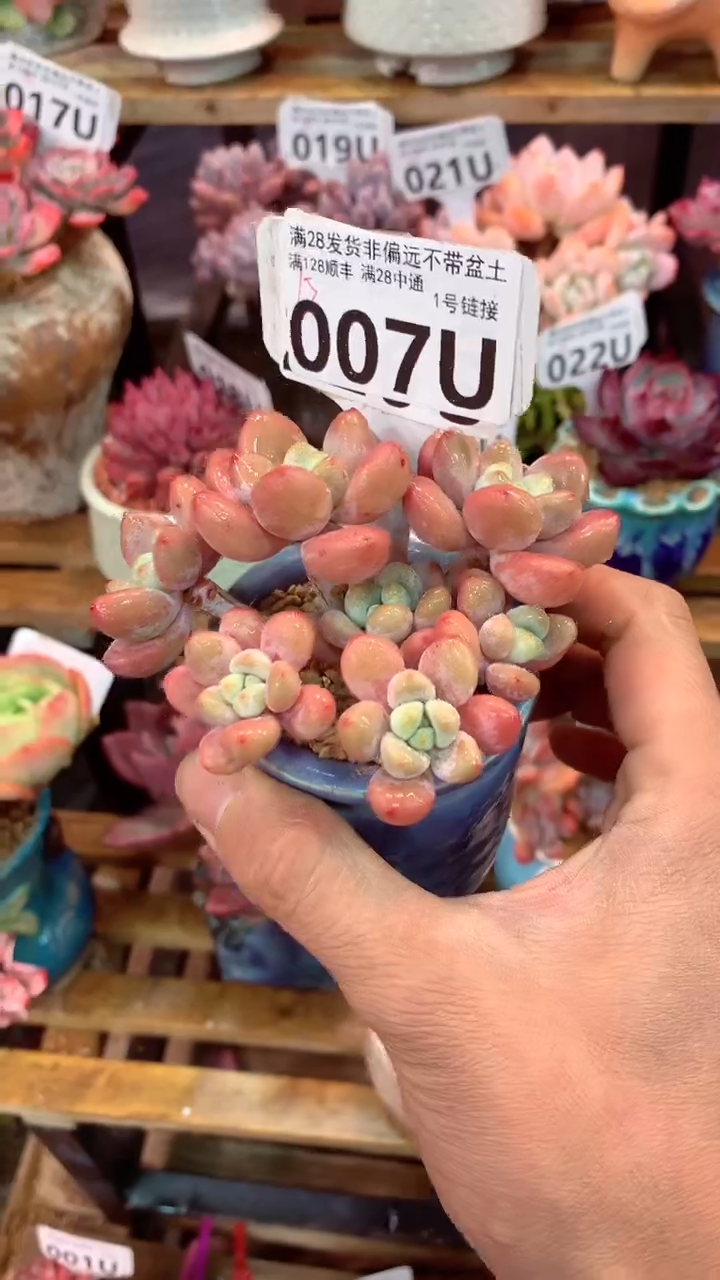 007 U（一物一拍，精品多肉，w所见即所得 ）