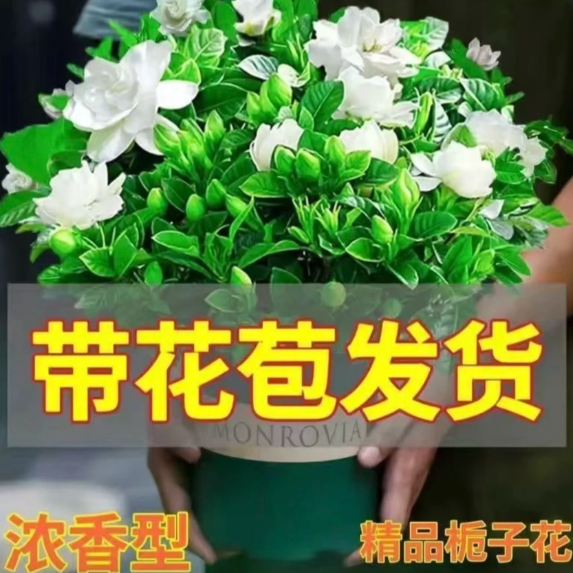 【特大盆栀子花】丛生香水重瓣盆栽花卉植物室内带花苞好养