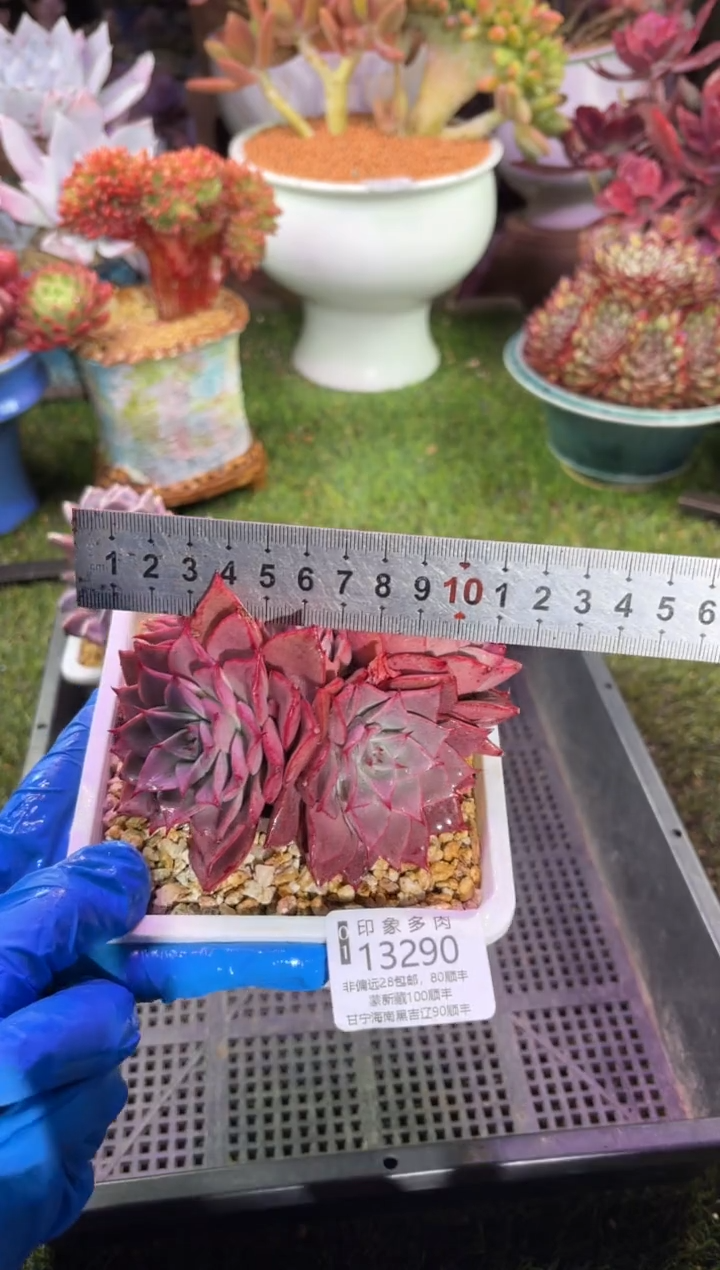 【闪购商品】13290