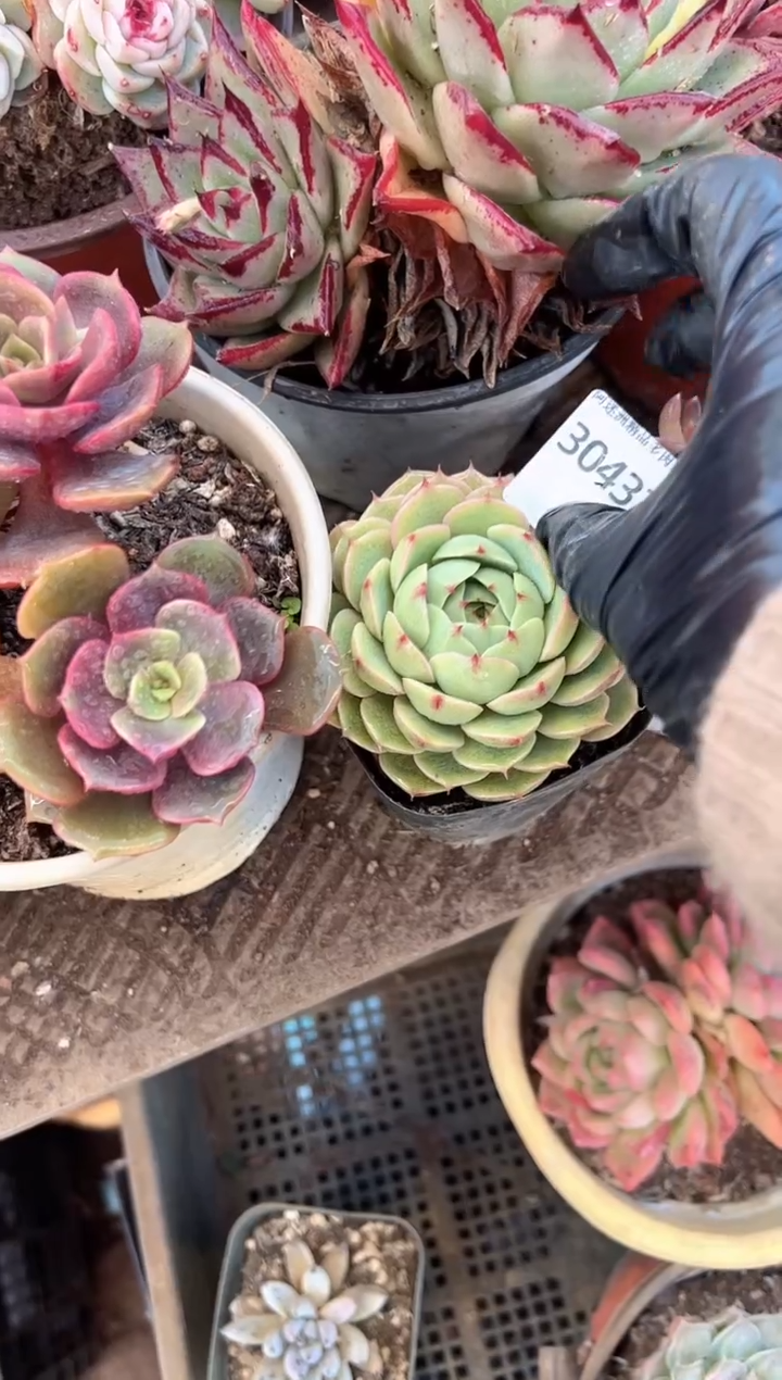 无**刻多肉植物一物一拍30437