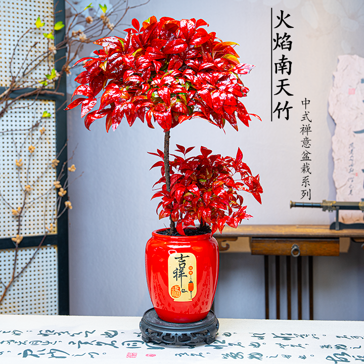 吉祥火焰南天竹室内观赏盆栽