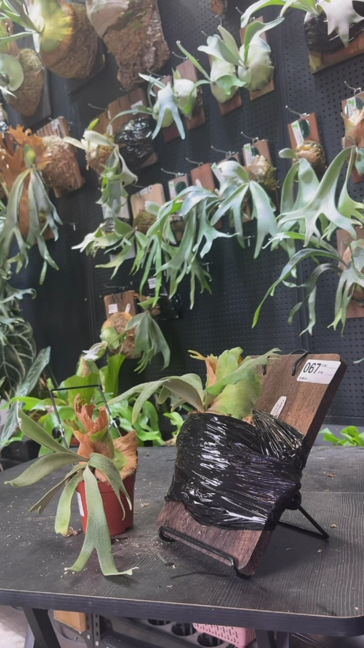 完全开放波哥爪哇鹿角蕨上板