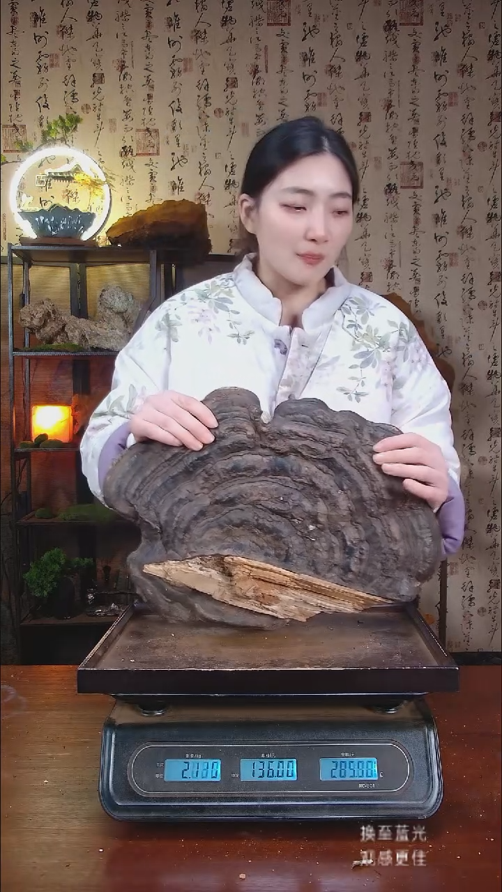 红缘拟层孔菌中国大陆【藏区野生】红缘树舌（3.73斤）40-50年份