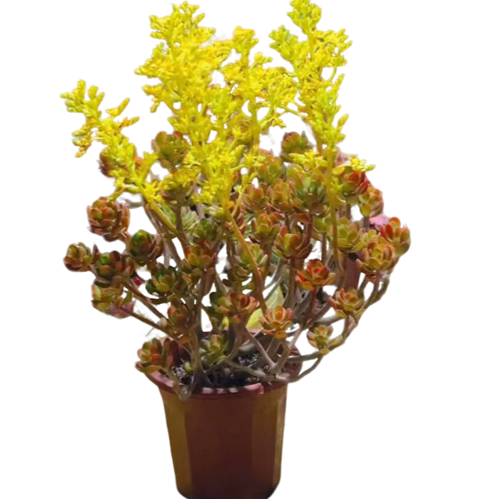 精品多肉植物 达摩宝珠