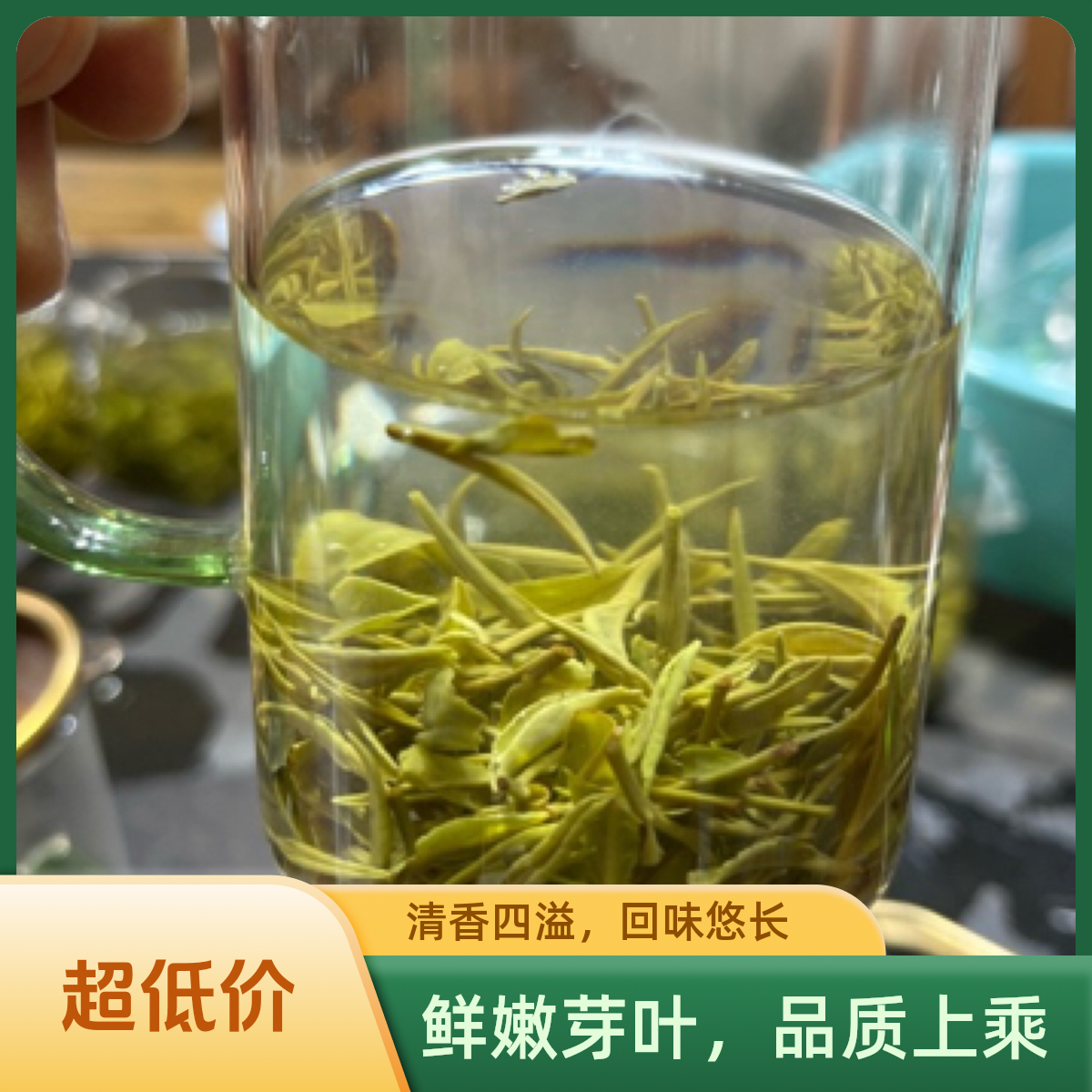 日照绿茶高货【山茶单芽银针】清香四溢回味甘醇豆香十足回甘持久